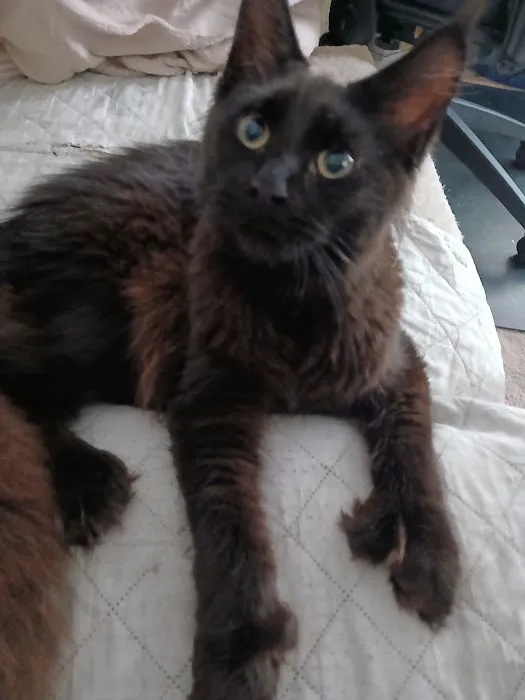 Queen City Maine Coons Picture 4