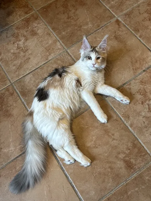 Queen City Maine Coons Picture 5
