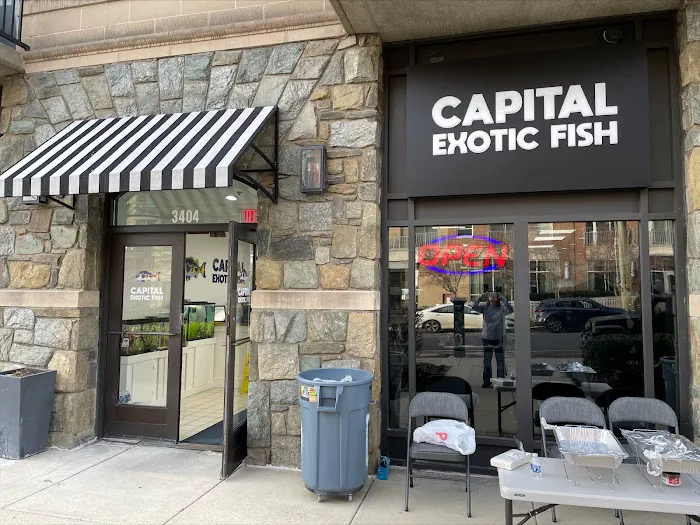 Capital Exotic Fish Picture 1