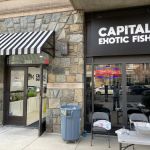Capital Exotic Fish