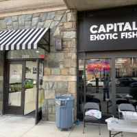 Capital Exotic Fish ico