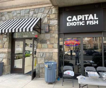 Capital Exotic Fish