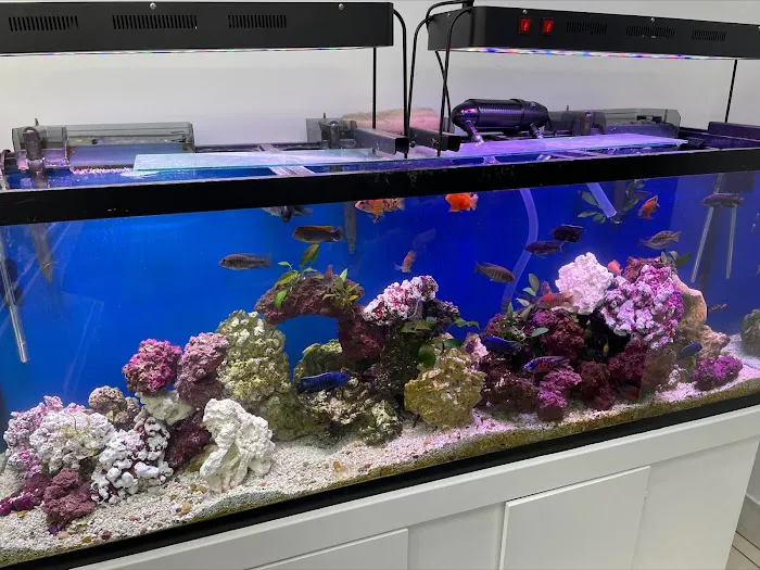 Capital Exotic Fish Picture 3
