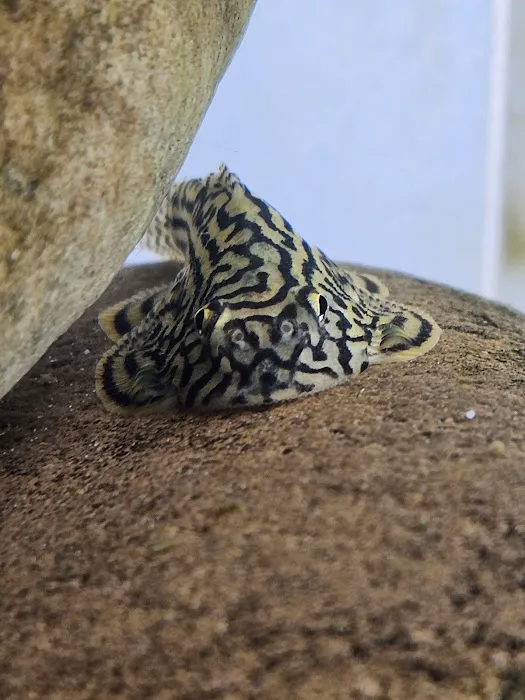 Capital Exotic Fish Picture 6