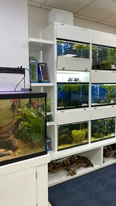Capital Exotic Fish Picture 5