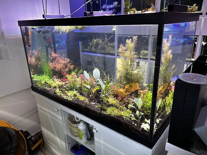 Capital Exotic Fish Picture 4