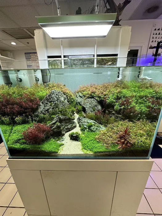 Capital Exotic Fish Picture 7