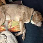 Oak Tree Animal Clinic