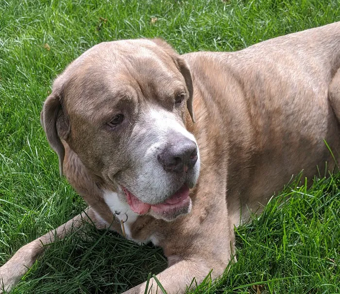Oak Tree Animal Clinic Picture 2