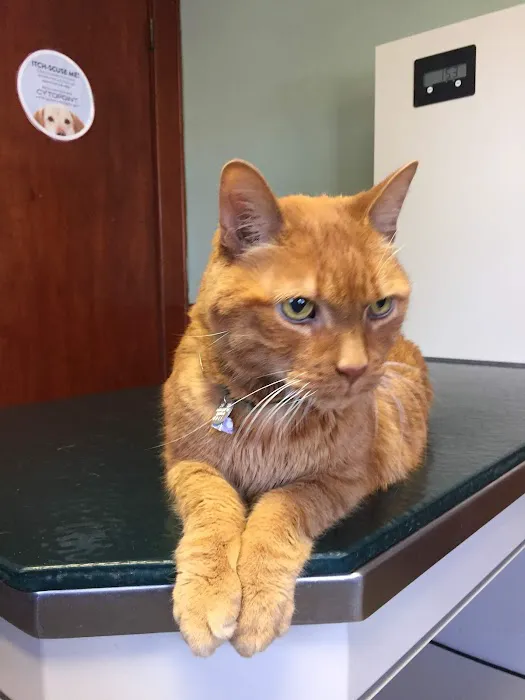 Oak Tree Animal Clinic Picture 5
