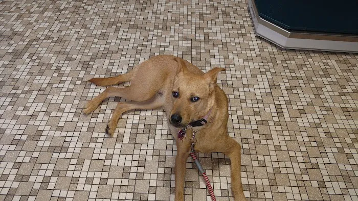 Oak Tree Animal Clinic Picture 9