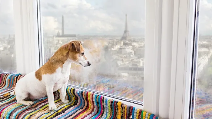 Chien de Luxe Picture 2