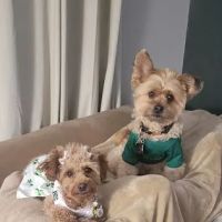 Banfield Pet Hospital ico