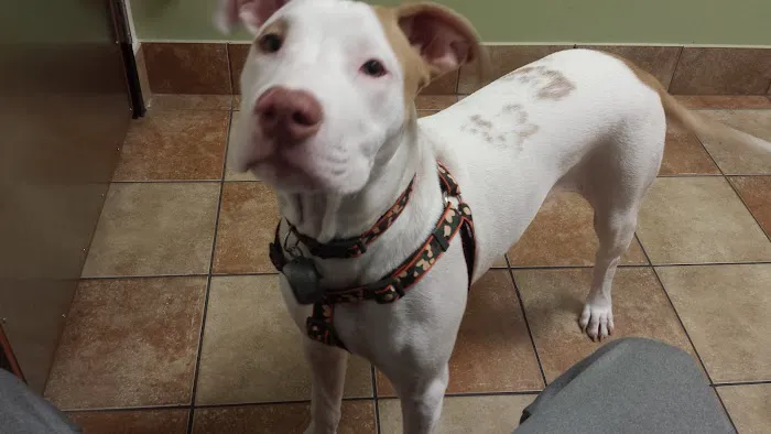 Banfield Pet Hospital Picture 2