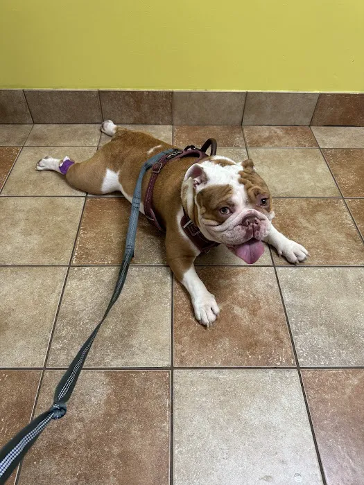 Banfield Pet Hospital Picture 8