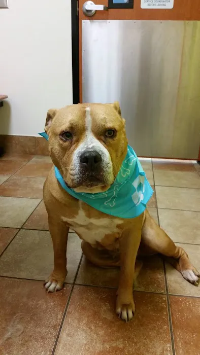 Banfield Pet Hospital Picture 10