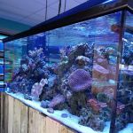 Fintastic Aquariums of Frederick