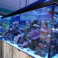 Fintastic Aquariums of Frederick ico