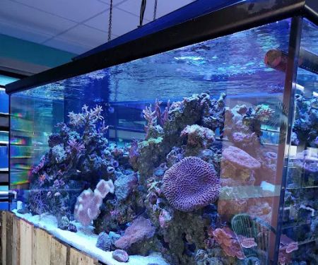 Fintastic Aquariums of Frederick