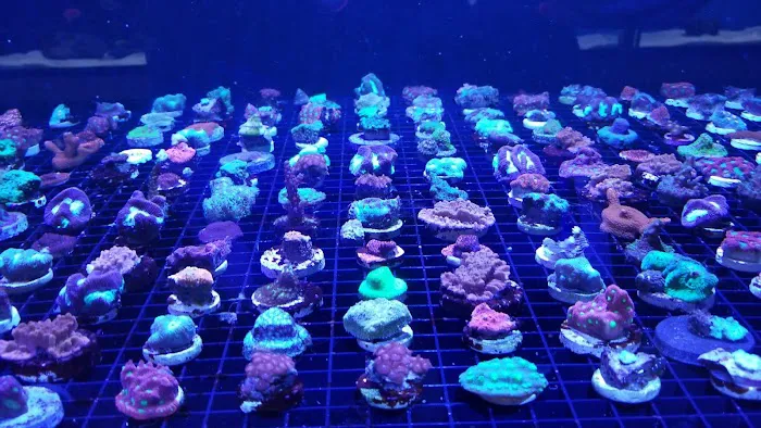 Fintastic Aquariums of Frederick Picture 3