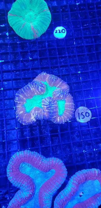 Fintastic Aquariums of Frederick Picture 7