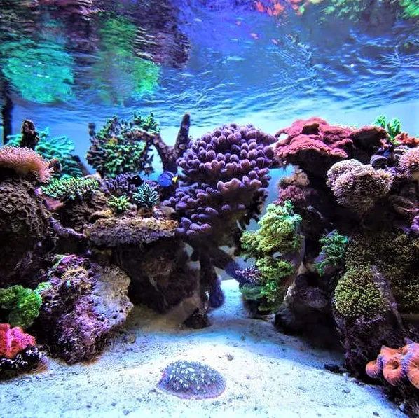 Fintastic Aquariums of Frederick Picture 10