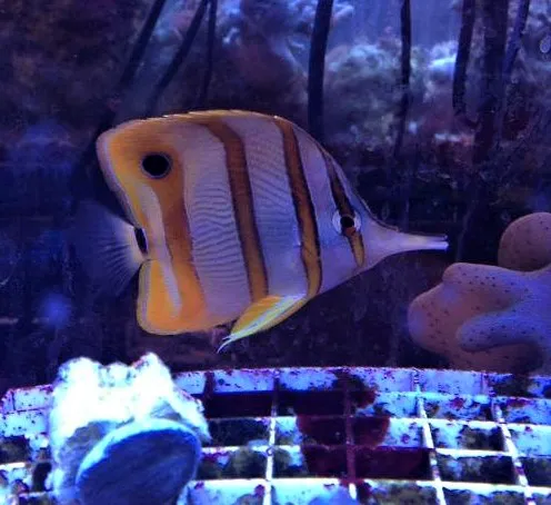 Fintastic Aquariums of Frederick Picture 9