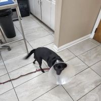 Metuchen Veterinary Hospital ico