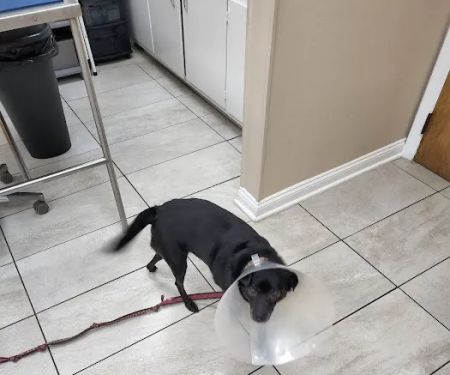 Metuchen Veterinary Hospital