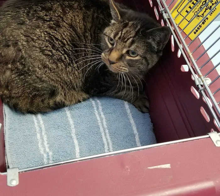 Just Cats Veterinary Care Picture 6