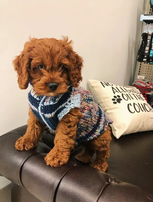 XO PUPS Picture 1