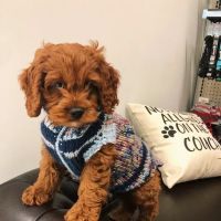 XO PUPS ico