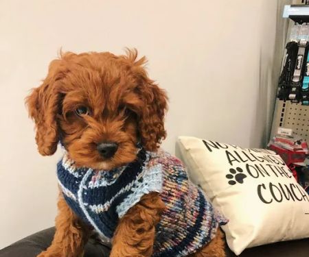 XO PUPS