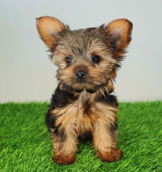 XO PUPS Picture 6