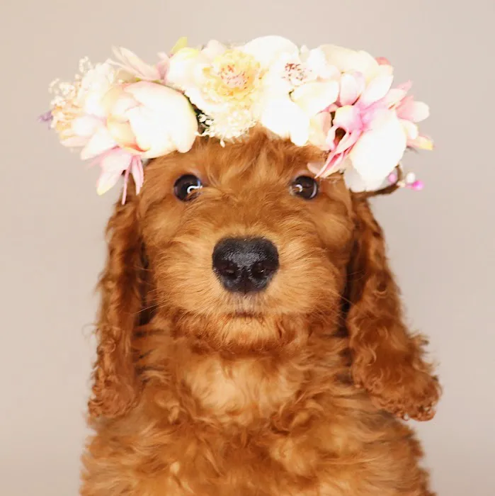 XO PUPS Picture 8
