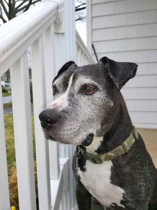 Scotch Plains Animal Hospital Picture 4