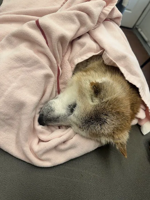 Scotch Plains Animal Hospital Picture 5