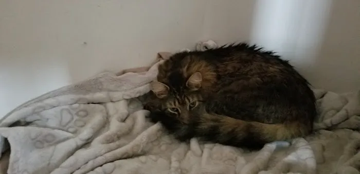 Scotch Plains Animal Hospital Picture 7