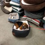 Unleashed by Petco