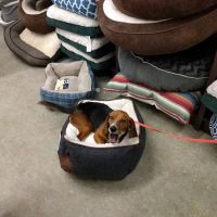 Unleashed by Petco ico
