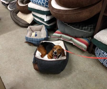 Unleashed by Petco
