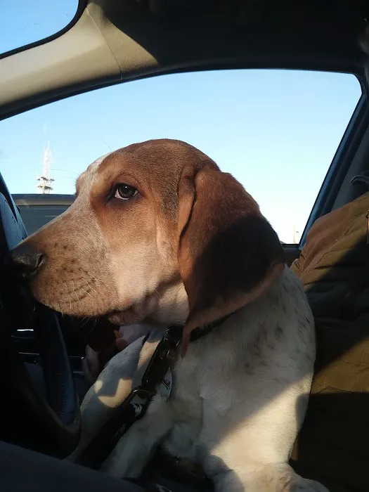 Unleashed by Petco Picture 4