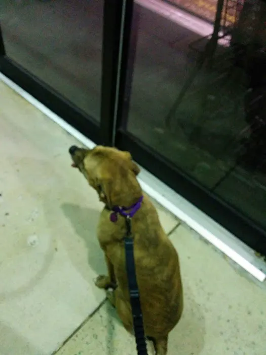 Unleashed by Petco Picture 7