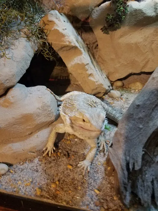 Cold Blooded Pets Picture 1