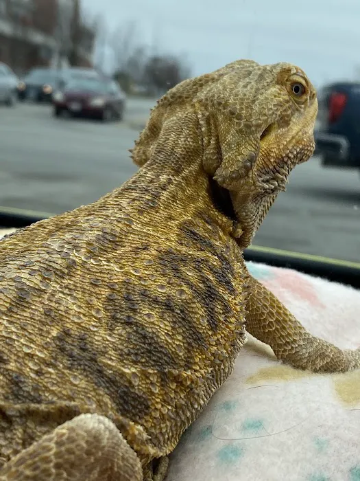 Cold Blooded Pets Picture 2