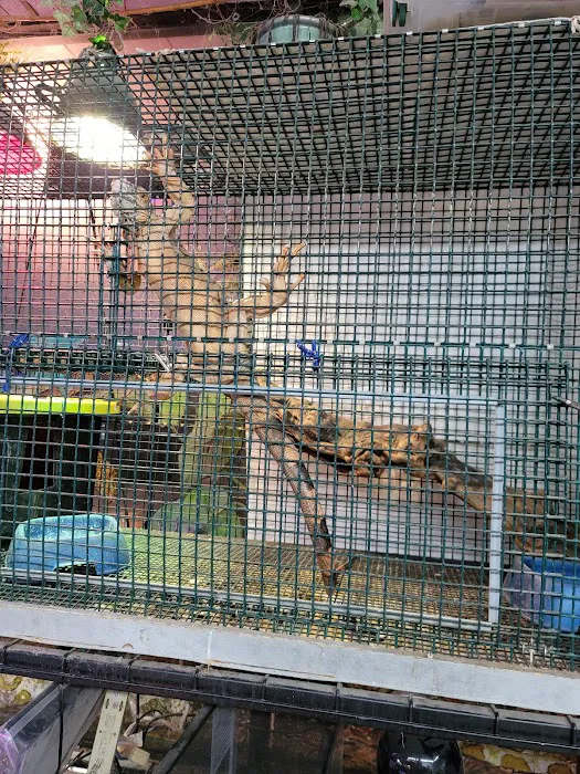 Cold Blooded Pets Picture 3