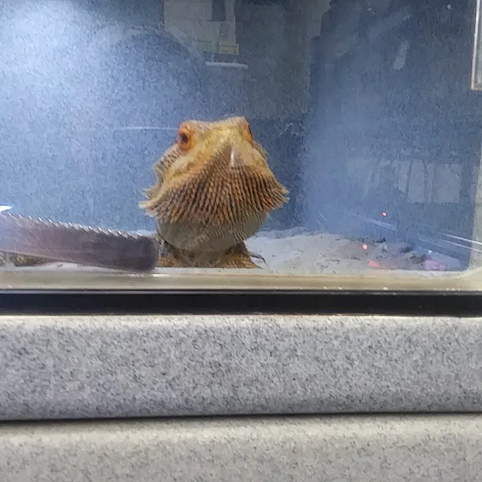 Cold Blooded Pets Picture 5
