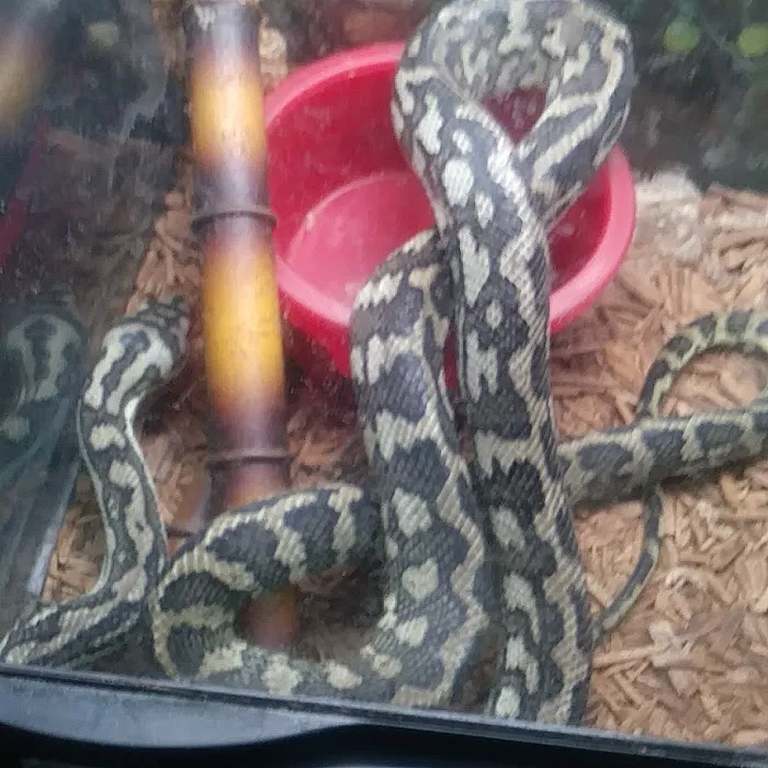 Cold Blooded Pets Picture 7