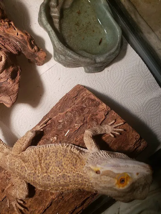Cold Blooded Pets Picture 9
