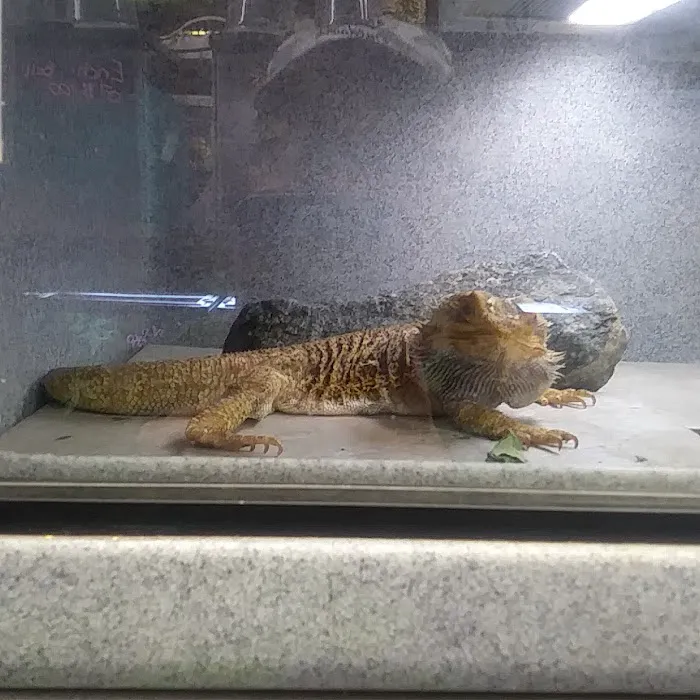 Cold Blooded Pets Picture 8